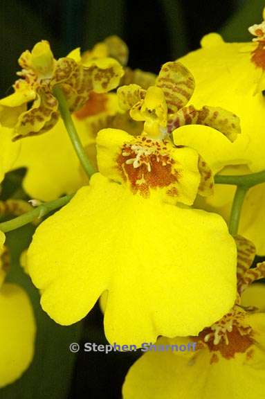 oncidium hybrid 1 graphic